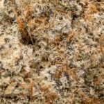 Blockberry Strain - Image 2