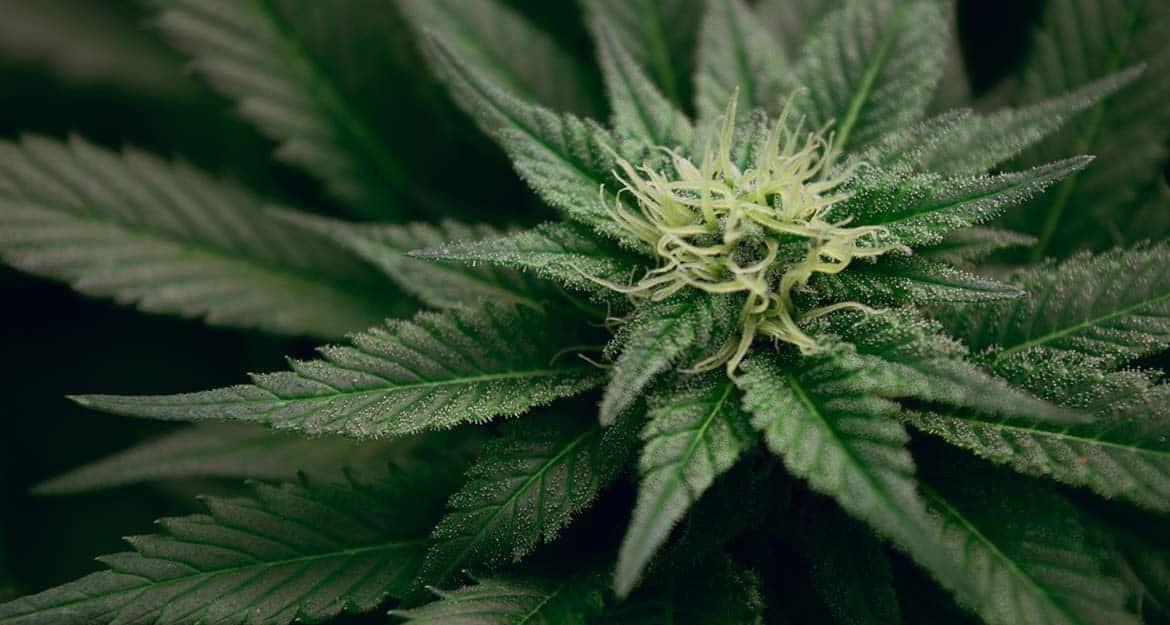 Cannabis Dispensary & Online Store in United States