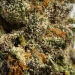 Biscotti Sherbet Hybrid Cannabis Flower – Buy Weed Online USA Ghost Farms