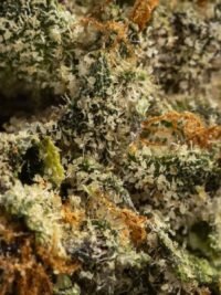 Biscotti Sherbet Hybrid Cannabis Flower – Buy Weed Online USA Ghost Farms