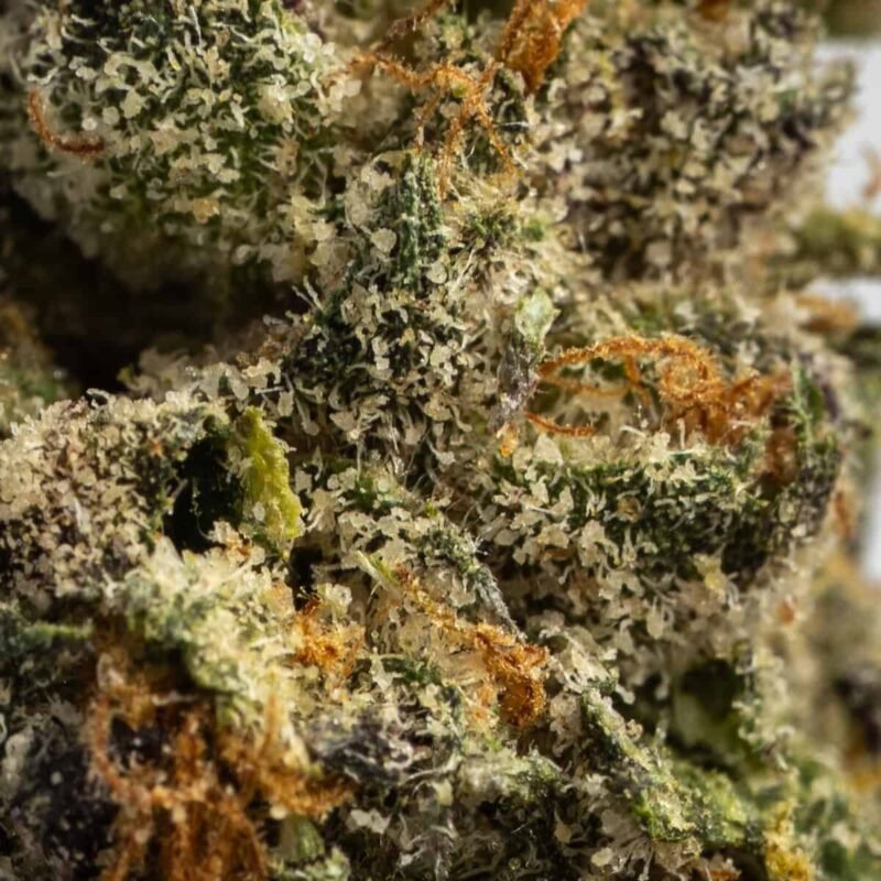Biscotti Sherbet Hybrid Cannabis Flower &ndash; Buy Weed Online USA Ghost Farms
