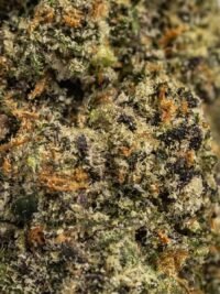 Ghost Farms Official – Buy Premium Cannabis Online USA Discreet Delivery