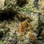 Ghost Farms Official – Buy Premium Cannabis Online USA Discreet Delivery