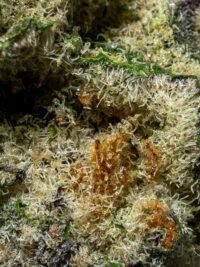 Ghost Farms Official – Buy Premium Cannabis Online USA Discreet Delivery