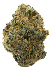 Divine Banana Cannabis Flower Strain – Buy Weed Online USA Ghost Farms