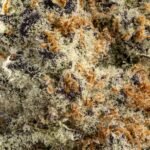 Ghost Farms Official – Buy Premium Cannabis Online USA Discreet Delivery