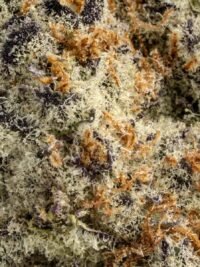 Ghost Farms Official – Buy Premium Cannabis Online USA Discreet Delivery