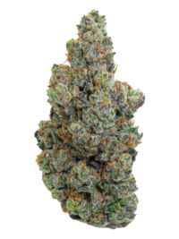 Buy Gary Payton hybrid strain online USA – discreet shipping | Ghost Farms Official