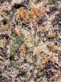 Ghost Farms Official – Buy Premium Cannabis Online USA Discreet Delivery