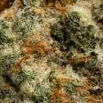 Ghost Farms Official – Buy Premium Cannabis Online USA Discreet Delivery