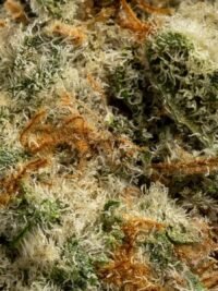 Ghost Farms Official – Buy Premium Cannabis Online USA Discreet Delivery