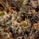 Ghost Farms Official – Buy Premium Cannabis Online USA Discreet Delivery