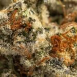Ghost Farms Official Premium Cannabis Products – Buy Weed Online USA Discreet Delivery