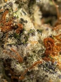 Ghost Farms Official Premium Cannabis Products – Buy Weed Online USA Discreet Delivery