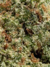 Ghost Farms Official – Buy Premium Cannabis Online USA Discreet Delivery