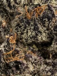 Ghost Farms Official – Buy Premium Cannabis Online USA Discreet Delivery