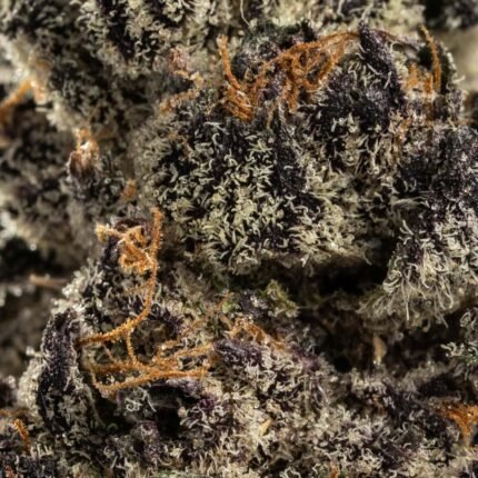 Ghost Farms Official – Buy Premium Cannabis Online USA Discreet Delivery