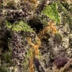 Ghost Farms Official – Buy Premium Cannabis Online USA Discreet Delivery