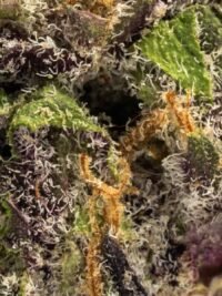Ghost Farms Official – Buy Premium Cannabis Online USA Discreet Delivery
