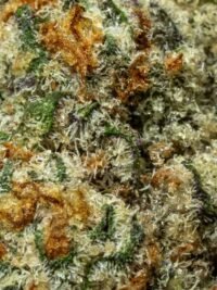 Ghost Farms Official Premium Cannabis Products – Buy Weed Online USA Discreet Delivery