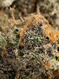 Ghost Farms Official – Buy Premium Cannabis Online USA Discreet Delivery
