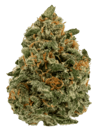 Buy Super Silver Haze sativa strain online USA – discreet shipping | Ghost Farms Official