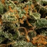 Ghost Farms Official – Buy Premium Cannabis Online USA Discreet Delivery