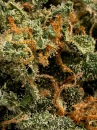 Ghost Farms Official – Buy Premium Cannabis Online USA Discreet Delivery