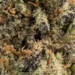 Ghost Farms Official – Buy Premium Cannabis Online USA Discreet Delivery